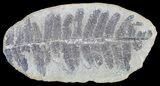 Pecopteris Fern Fossil (Pos/Neg) - Mazon Creek #72357-1